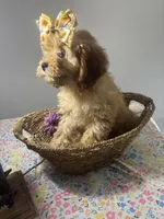 Amber, a female Cockapoo and Poodle - Miniature  for sale in Rogers City, MI – Photo 3 of 7