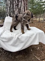 Radar, a male Goldendoodle for sale in Standish, MI – Photo 4 of 6