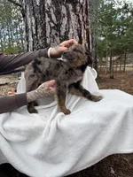 Radar, a male Goldendoodle for sale in Standish, MI – Photo 5 of 6