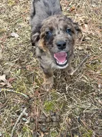 Radar, a male Goldendoodle for sale in Standish, MI – Photo 1 of 6