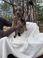Radar, a male Goldendoodle for sale in Standish, MI – Photo 3 of 6