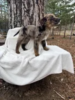 Radar, a male Goldendoodle for sale in Standish, MI – Photo 6 of 6