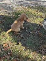 Fiona, a female Golden Retriever for sale in Rogers City, MI – 4 of 4