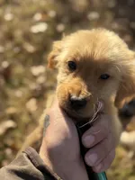 Fiona, a female Golden Retriever for sale in Rogers City, MI – 2 of 4