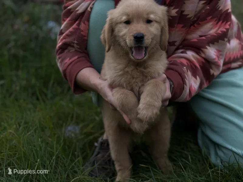 Fiona – Golden Retriever puppy for sale in Rogers City, MI