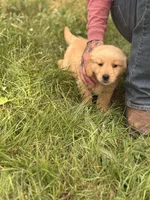 Fiona, a female Golden Retriever for sale in Rogers City, MI – 3 of 4