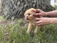 Sam, a male Cavapoo and Poodle - Miniature  for sale in Rogers City, MI – Photo 5 of 9