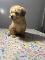 Sam, a male Cavapoo and Poodle - Miniature  for sale in Rogers City, MI – Photo 4 of 9