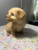 Sam, a male Cavapoo and Poodle - Miniature  for sale in Rogers City, MI – Photo 9 of 9