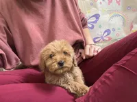 Sam, a male Cavapoo and Poodle - Miniature  for sale in Rogers City, MI – Photo 8 of 9
