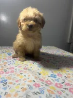 Sam, a male Cavapoo and Poodle - Miniature  for sale in Rogers City, MI – Photo 7 of 9