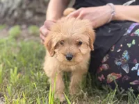 Sam, a male Cavapoo and Poodle - Miniature  for sale in Rogers City, MI – Photo 6 of 9