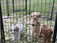 Sam, a male Cavapoo and Poodle - Miniature  for sale in Rogers City, MI – Photo 3 of 9