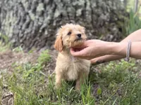 Sam, a male Cavapoo and Poodle - Miniature  for sale in Rogers City, MI – Photo 2 of 9