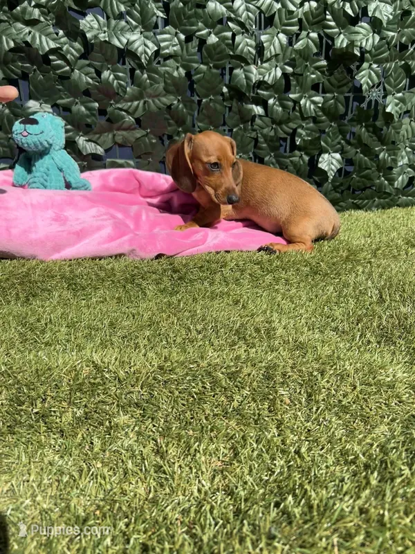 Cherry – Miniature Dachshund puppy for sale in Perris, CA