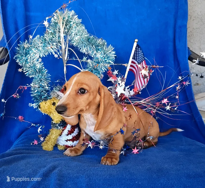 Bam bam  – Miniature Dachshund puppy for sale in Perris, CA