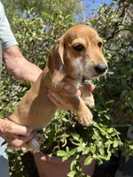 Heidi, a female Miniature Dachshund for sale in Perris, CA – 2 of 2