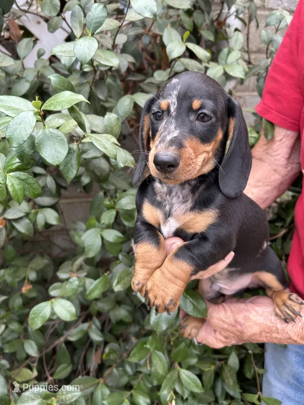 Oreo – Miniature Dachshund puppy for sale in Perris, CA
