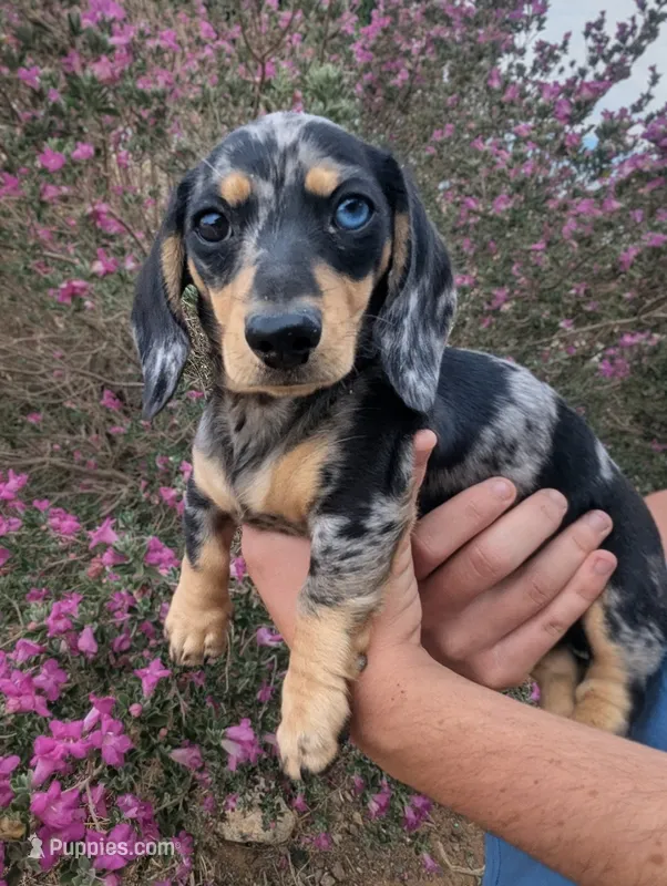 Lucy – Miniature Dachshund puppy for sale in Perris, CA