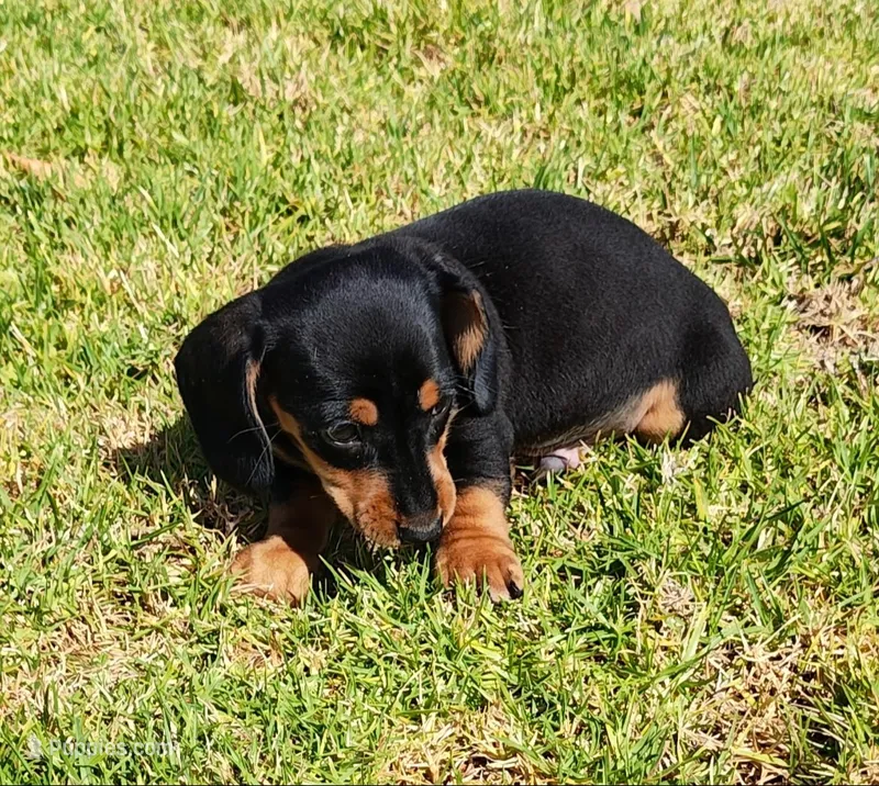 Manny – Miniature Dachshund puppy for sale in Perris, CA