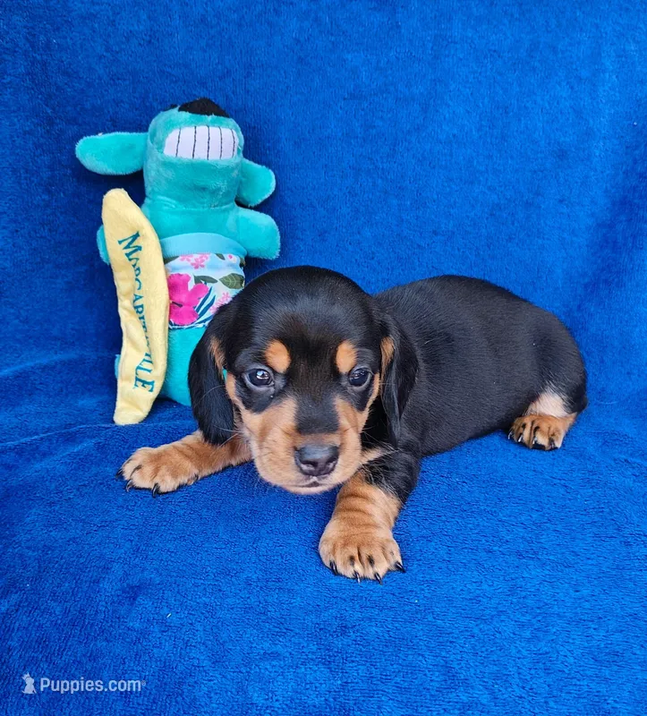 Manny – Miniature Dachshund puppy for sale in Perris, CA