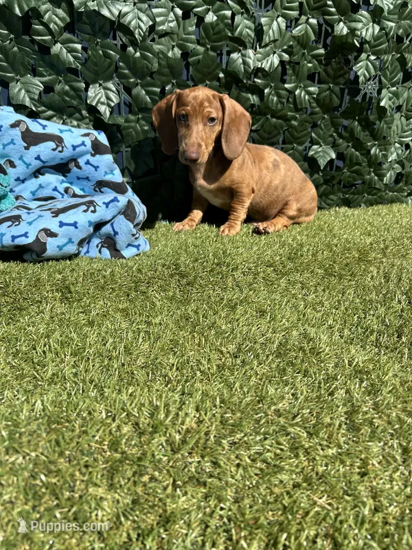 Dash – Miniature Dachshund puppy for sale in Perris, CA
