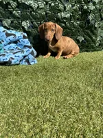 Dash, a male Miniature Dachshund for sale in Perris, CA – 1 of 4