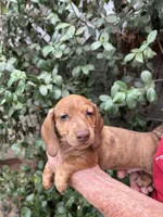 Dash, a male Miniature Dachshund for sale in Perris, CA – 1 of 1