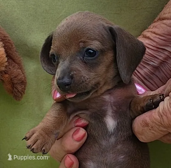 Barney – Miniature Dachshund puppy for sale in Perris, CA