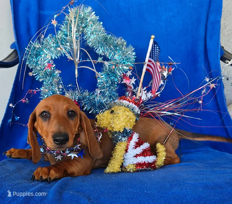 Rusty – Miniature Dachshund puppy for sale in Perris, CA