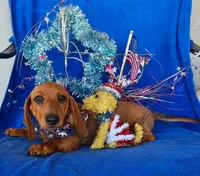 Rusty, a male Miniature Dachshund for sale in Perris, CA – 1 of 4