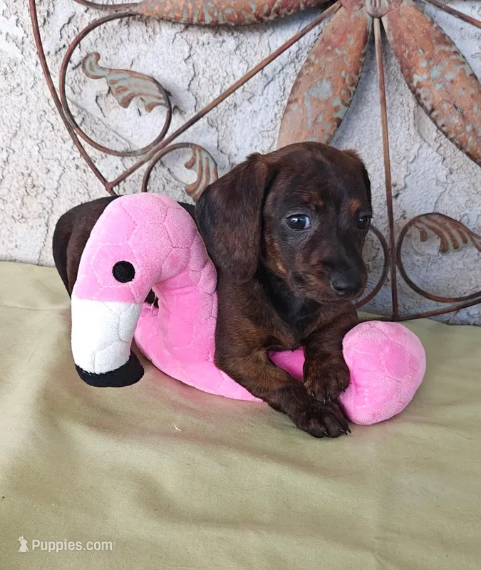 Greta – Miniature Dachshund puppy for sale in Perris, CA