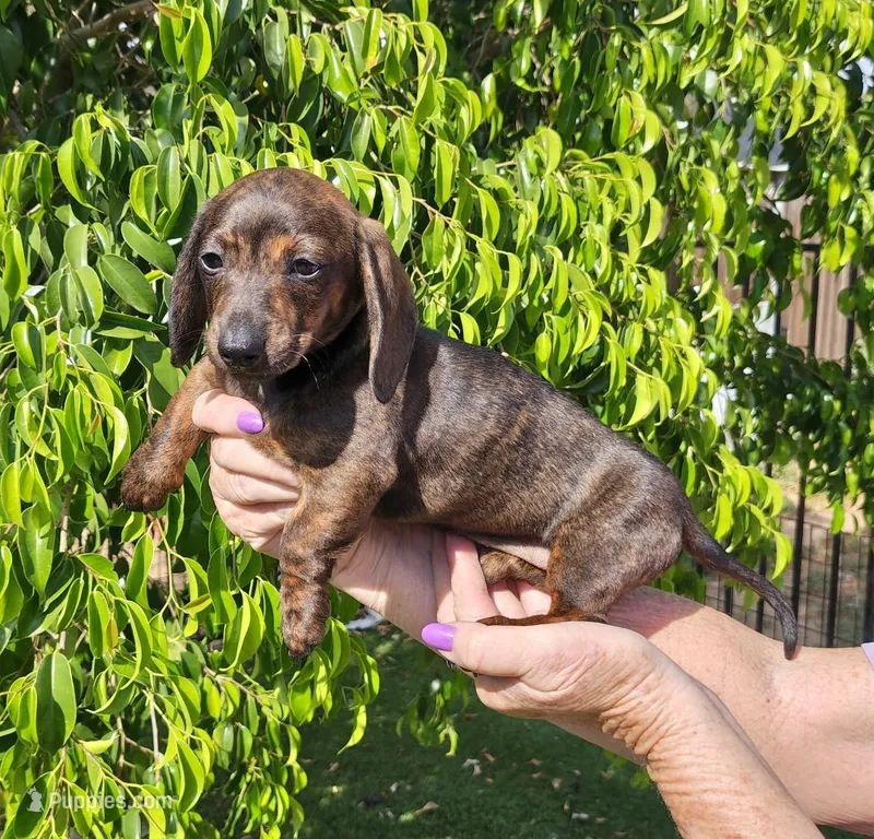 Greta – Miniature Dachshund puppy for sale in Perris, CA