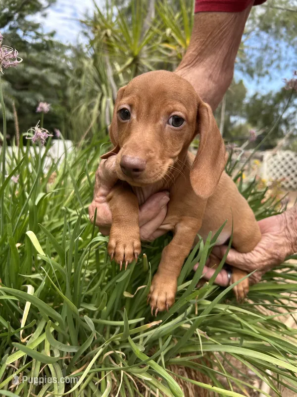 Sheldon – Miniature Dachshund puppy for sale in Perris, CA