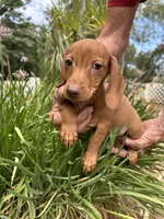 Sheldon, a male Miniature Dachshund for sale in Perris, CA – 2 of 3