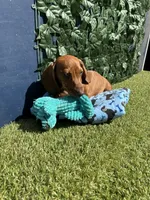 Sheldon, a male Miniature Dachshund for sale in Perris, CA – 3 of 3