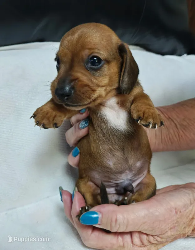 Fred – Miniature Dachshund puppy for sale in Perris, CA