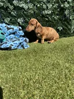 Dash, a male Miniature Dachshund for sale in Perris, CA – 2 of 4