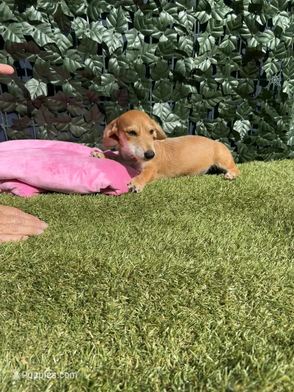 Heidi – Miniature Dachshund puppy for sale in Perris, CA