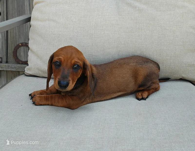 Rusty – Miniature Dachshund puppy for sale in Perris, CA
