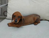 Rusty, a male Miniature Dachshund for sale in Perris, CA – 4 of 4