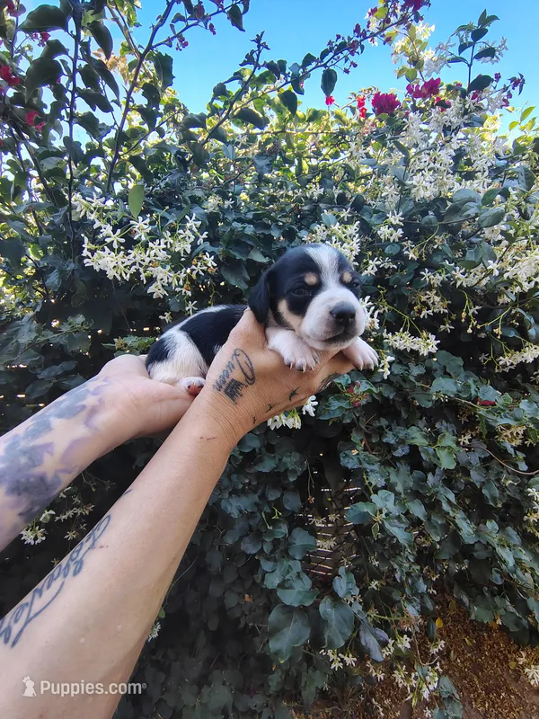 Snoopy – Miniature Dachshund puppy for sale in Perris, CA