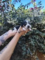 Snoopy, a male Miniature Dachshund for sale in Perris, CA – 1 of 1
