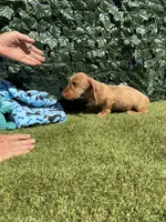 Harry, a male Miniature Dachshund for sale in Perris, CA – 4 of 4