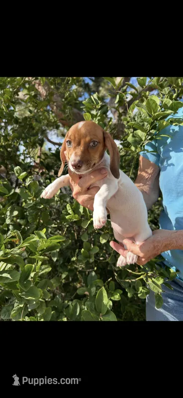 Penny – Miniature Dachshund puppy for sale in Perris, CA
