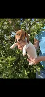 Penny, a female Miniature Dachshund for sale in Perris, CA – 1 of 1