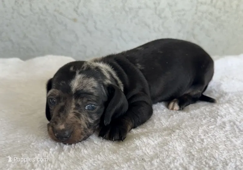 Twix – Miniature Dachshund puppy for sale in Perris, CA