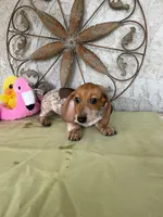 Princess , a female Miniature Dachshund for sale in Perris, CA – Photo 2 of 5