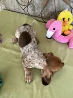 Princess , a female Miniature Dachshund for sale in Perris, CA – Photo 5 of 5