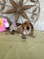 Princess , a female Miniature Dachshund for sale in Perris, CA – Photo 3 of 5